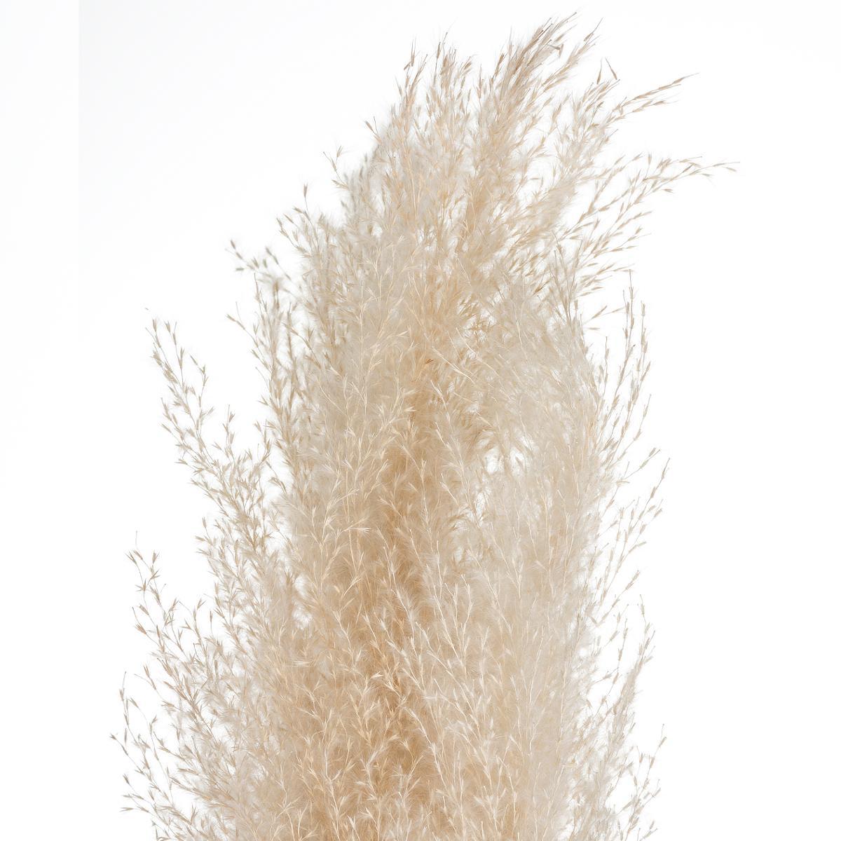 PAMPA NATUREL X3 PIECES H.110CM