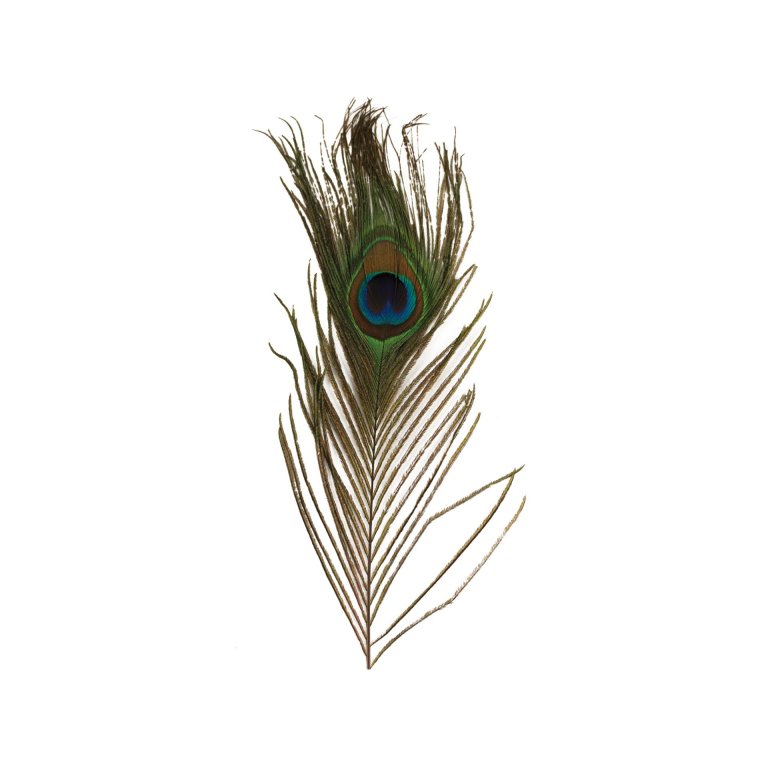 Pfauenfedern