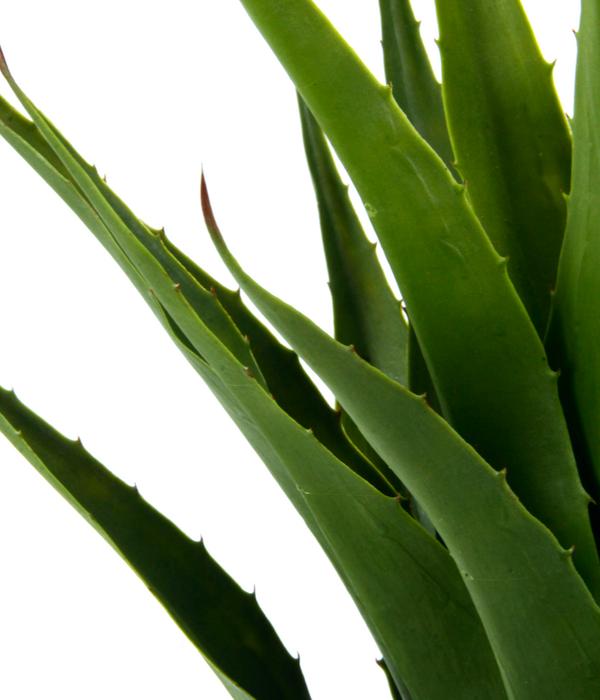 I.GE.A Kunstpflanze Agave im Topf, ca. H75 cm