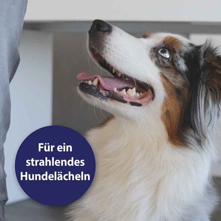 Canosept Zahnpflegespray für Hunde, 100 ml