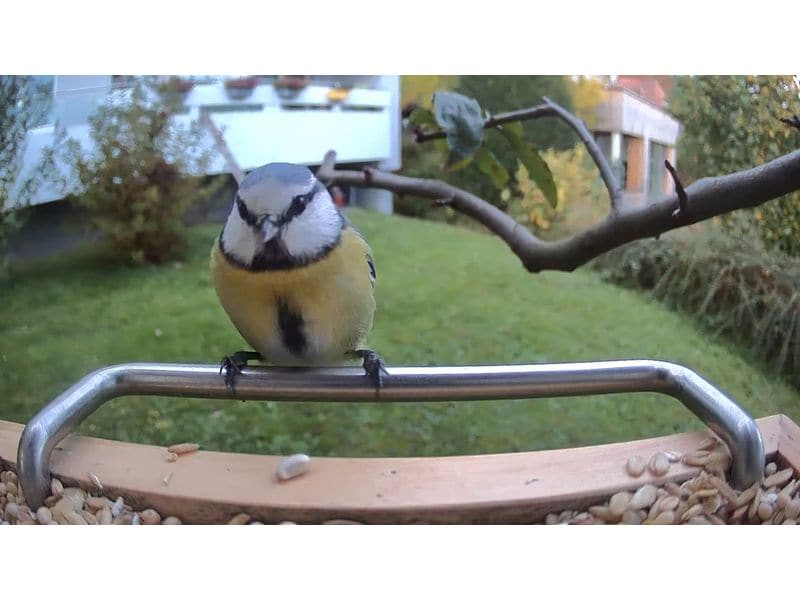 Sanilu Vogelfutterhaus mit Kamera ohne Solarpanel Vogelhaus aus Holz mit AI-Kamera