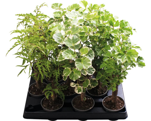 Feather aralia stammix FloraSelf Polyscias H ca. 18 cm Ø 6 cm pot