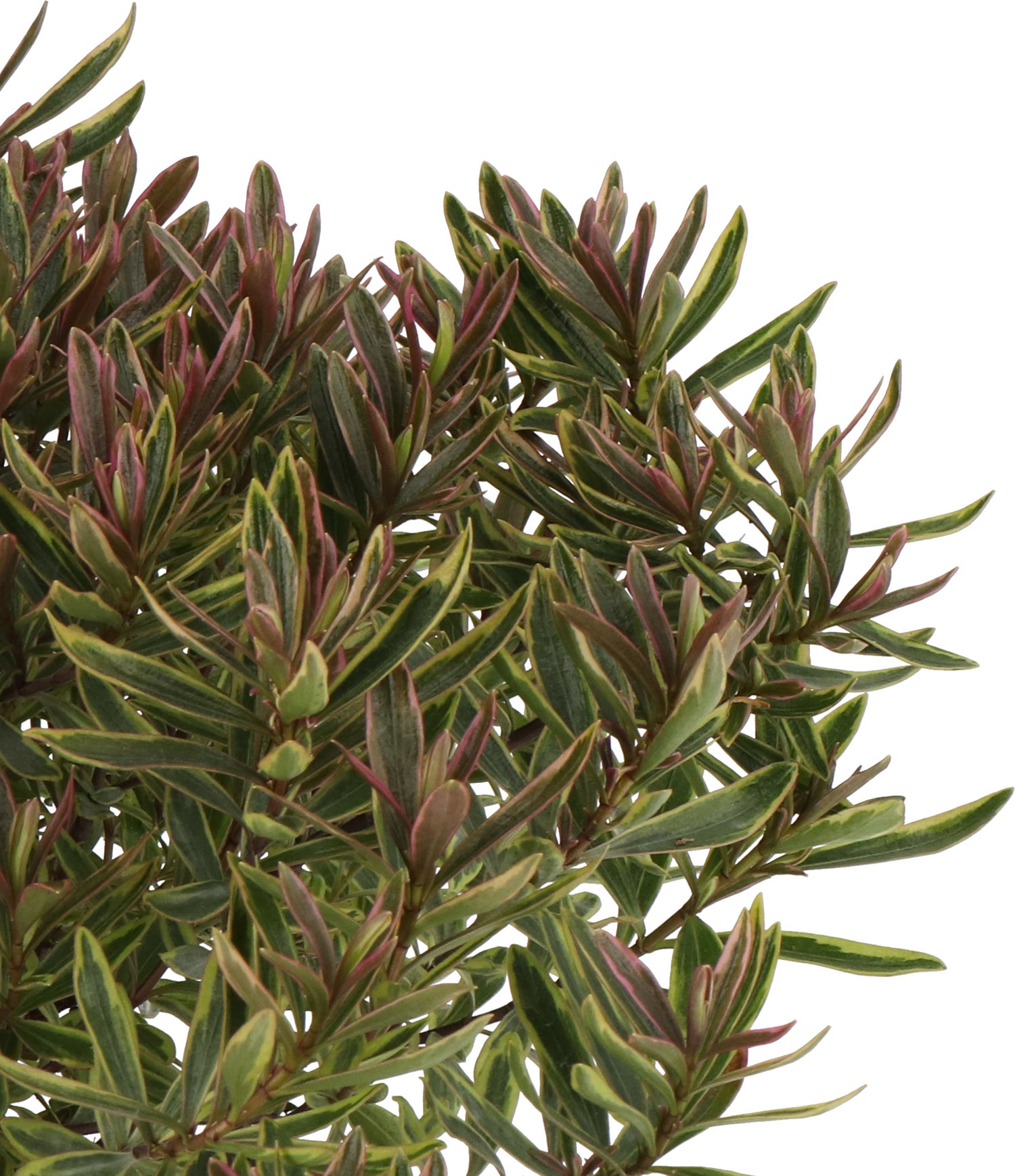 Struikveronica (Hebe 'Bronzy Baby') D 17 H 25 cm
