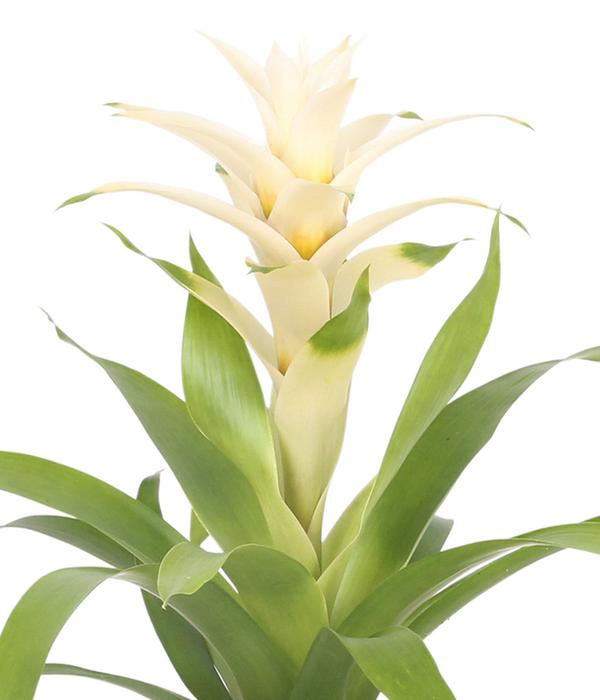 Guzmanie - Guzmania 'Deseo White', in Keramik