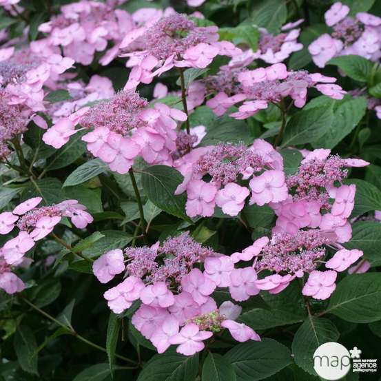 Hydrangea 'Klaveren', ctr 3 L