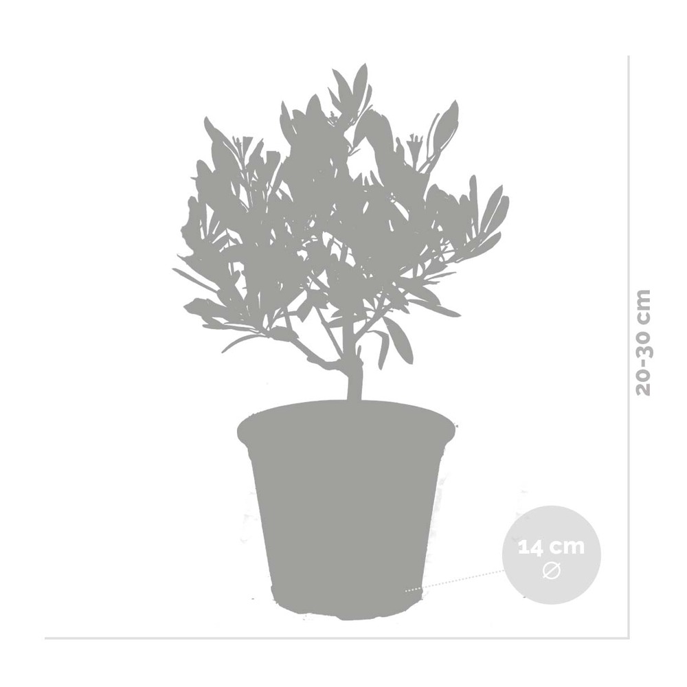 Olea europaea - olivier - arbuste méditerranéen - rustique – ⌀14 cm - ↕20-30 cm