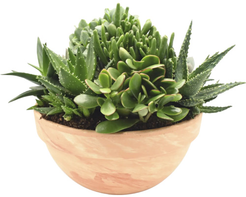 Vetplanten arrangement FloraSelf Ø 35 cm Terracotta schaal 35 Jaar FloraSelf Jubileum Editie