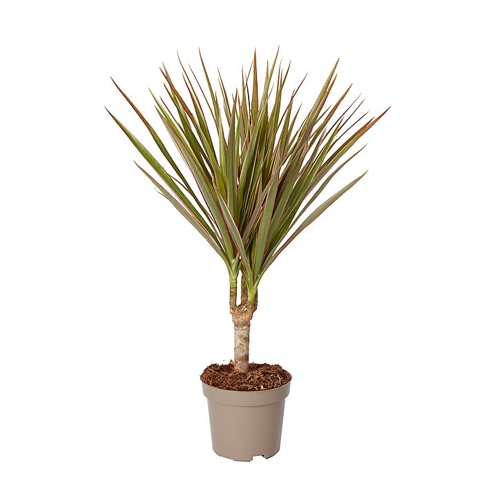 Plante en pot Dragonnier - 10,5 cm