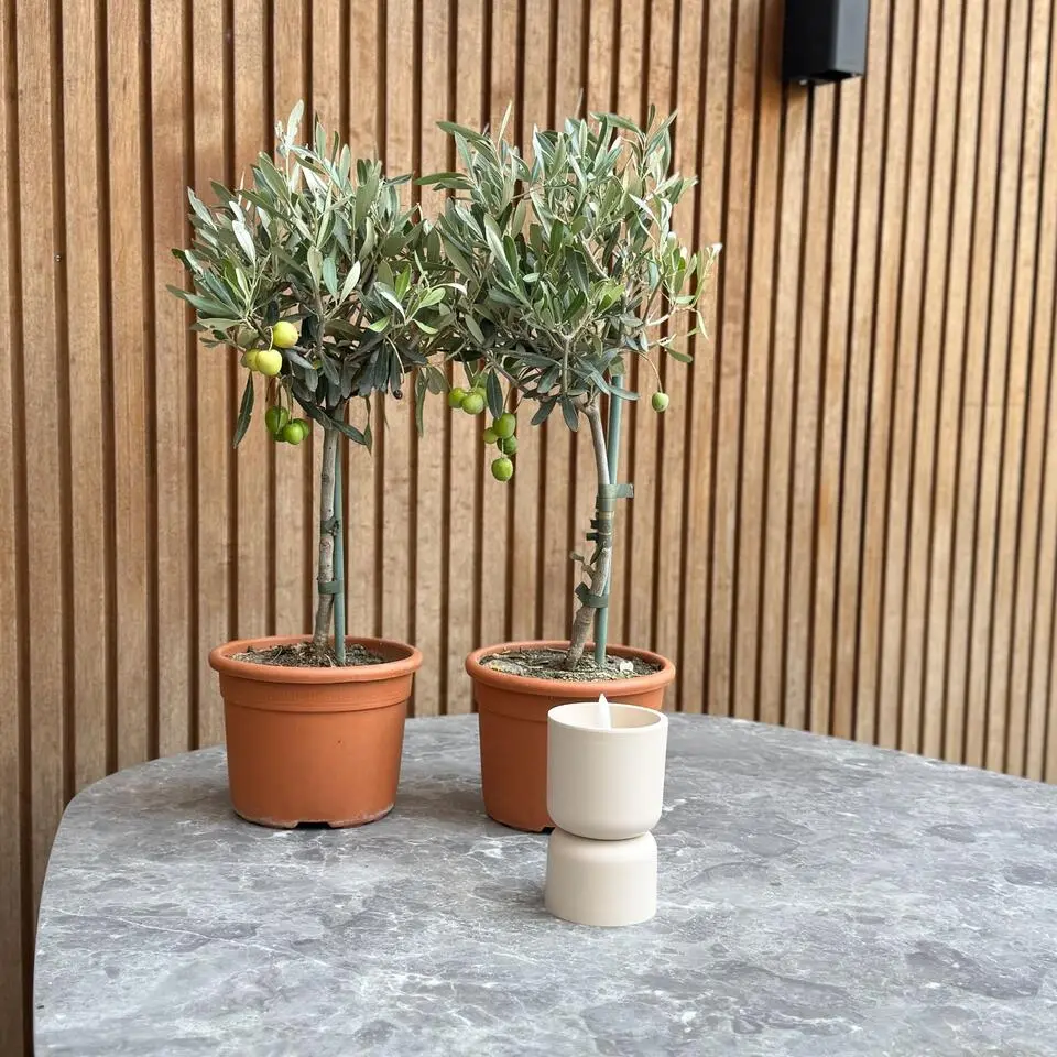 Olijfboom - Set van 2 - Olea europaea - Hoogte 50-60cm - ⌀14cm