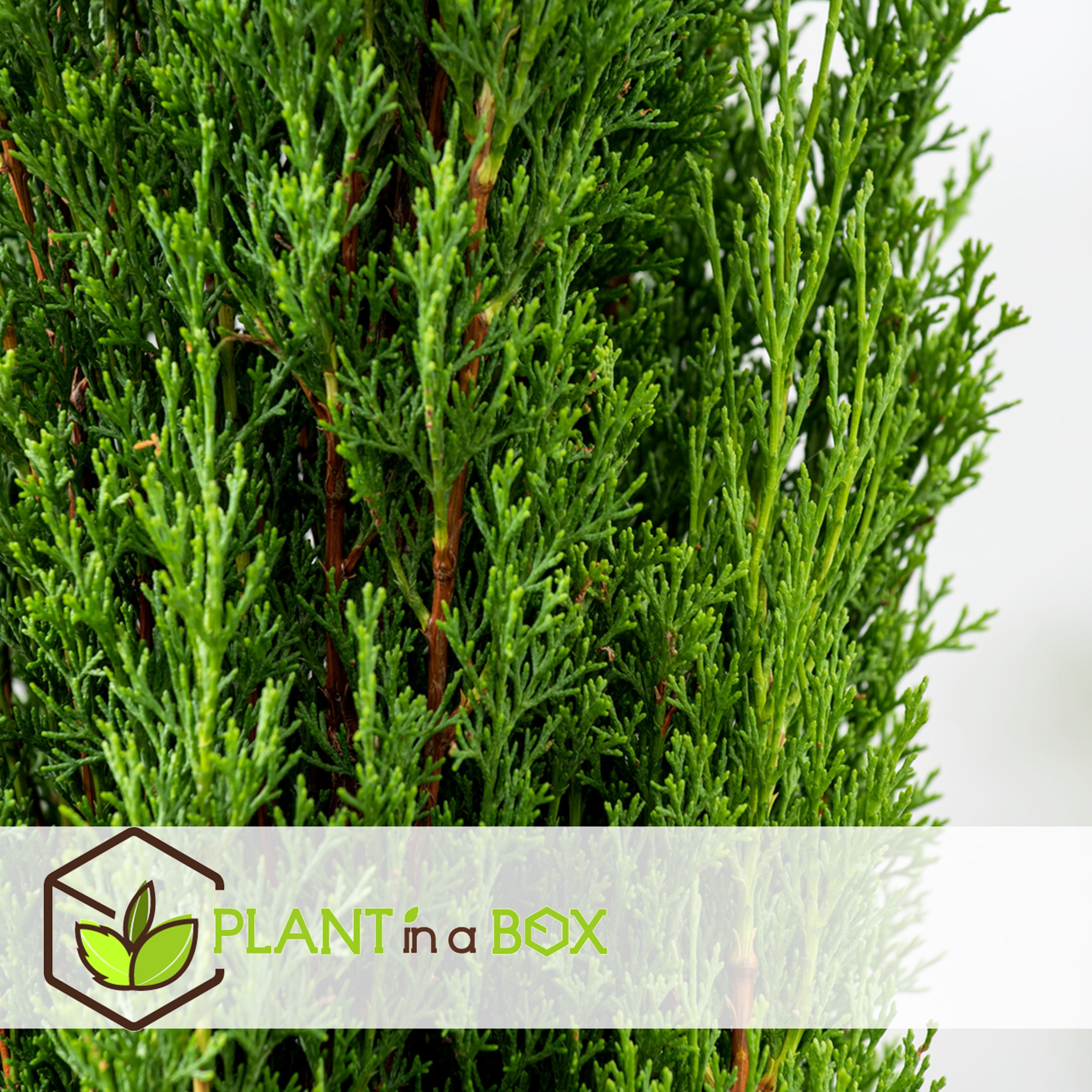 Cupressus sempervirens - set de 2 - cyprès - pot 19cm - hauteur 70-80cm
