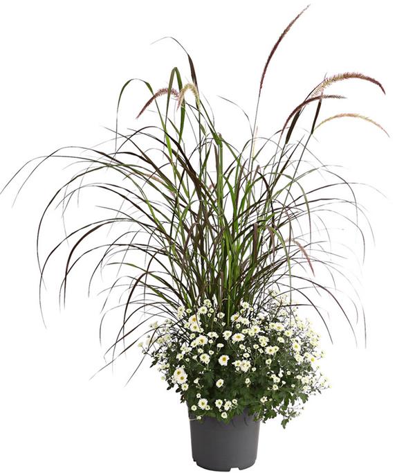 Herbst-Chrysantheme mit Gras, verschiedene