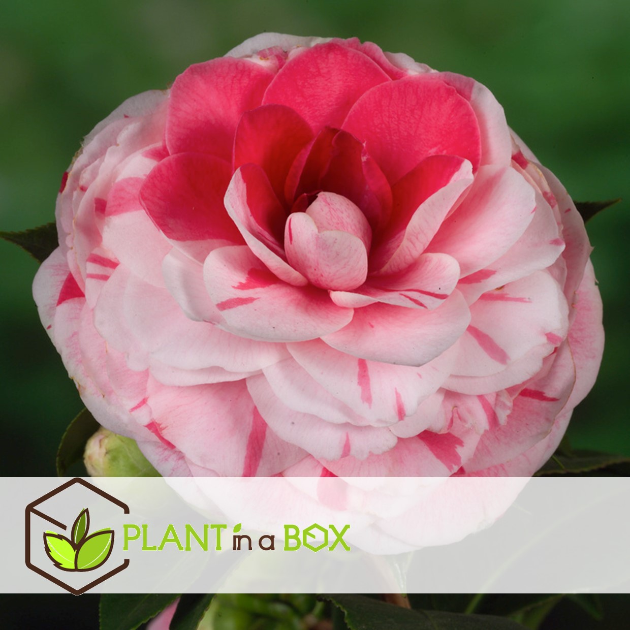 Camellia japonica 'bonomiana' - rose japonaise - pot 15cm - hauteur 50-60cm