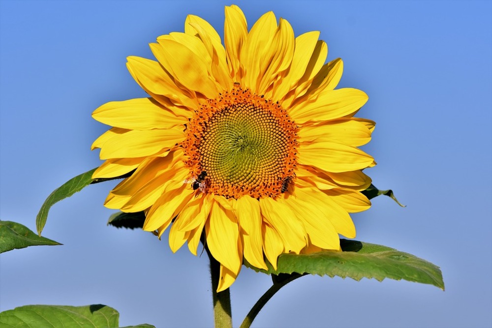 Sachet de graines de soleil géant uniflorus giganteus - sachet de 3 grammes - petite entreprise française - made in france