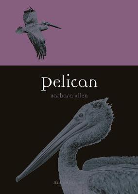 Pelican - Animal (Paperback)