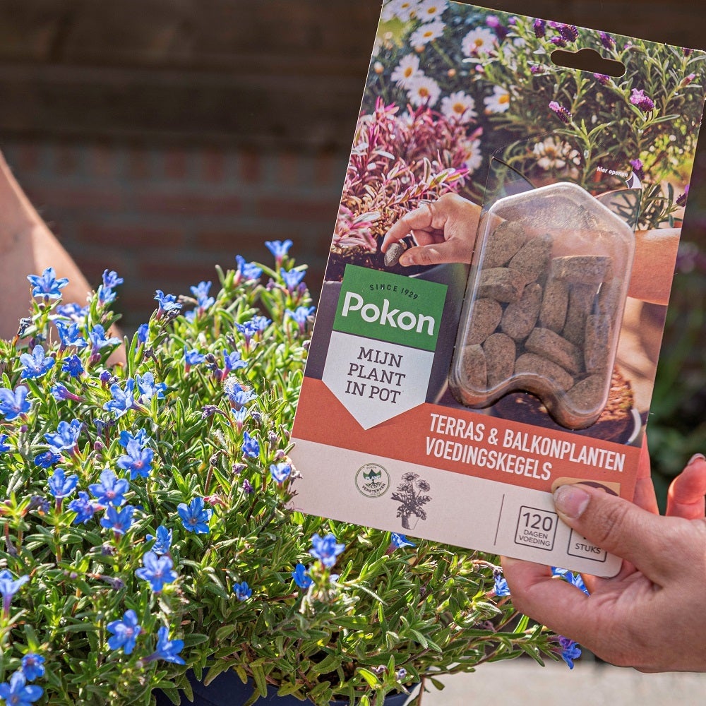 Pokon Bio Terras en Balkonplanten voeding langwerkende kegels 15 st