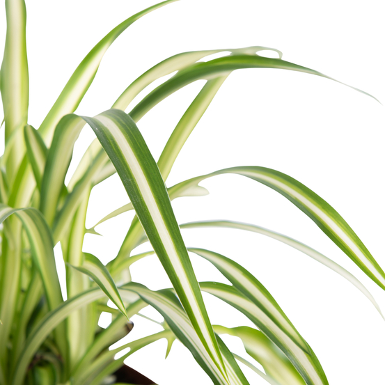 Compo 4 plantes d'intérieur - pot D12cm