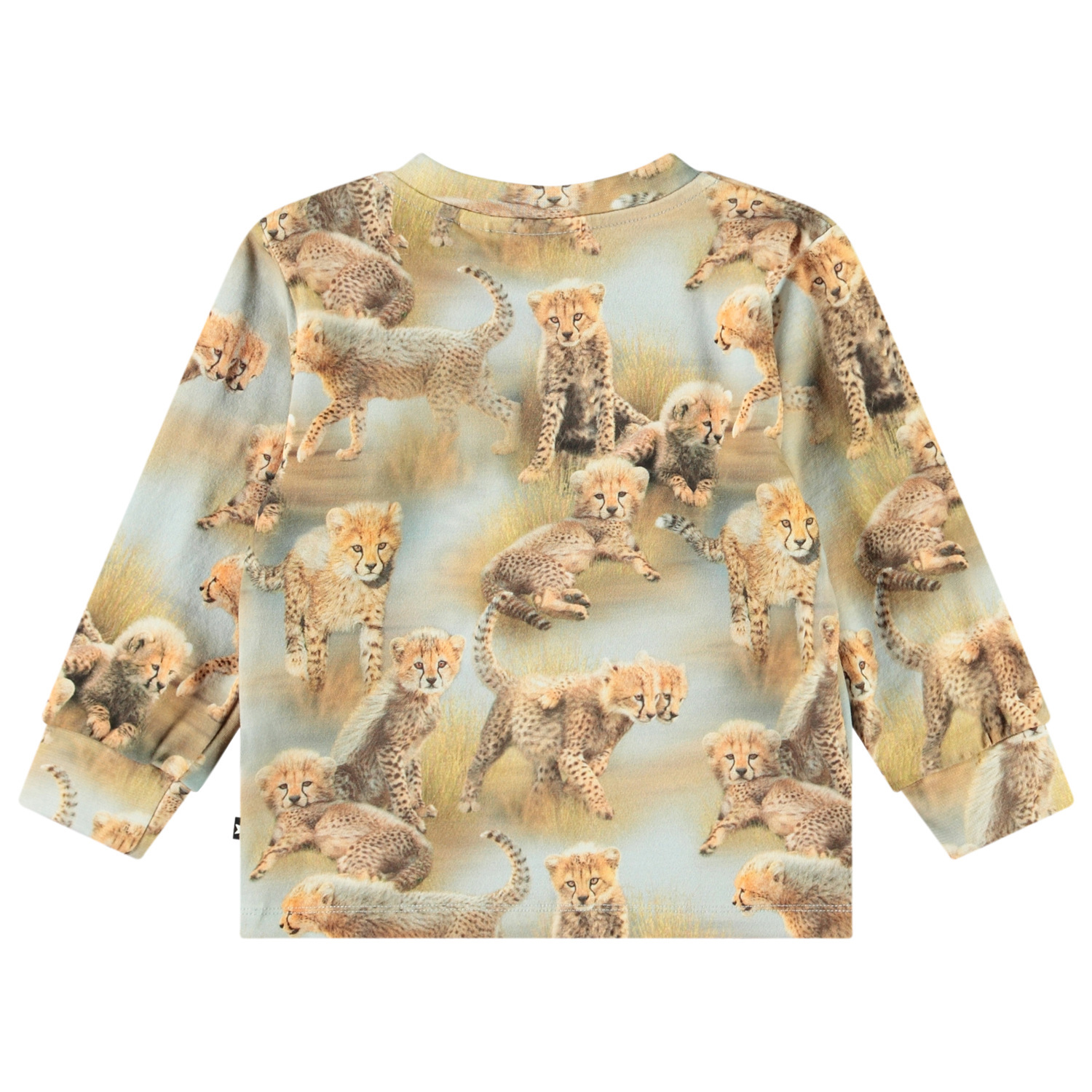 Eloy - Cheetah Cubs