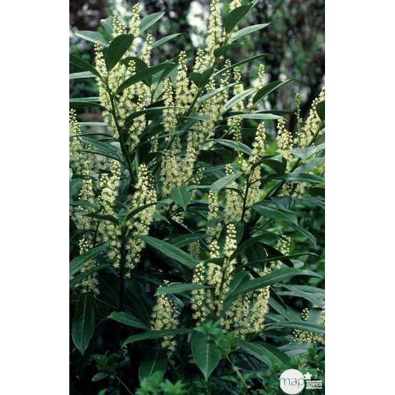 Prunus laurocerasus ' Caucasica ' : H 125/150 cm ctr 20 litres