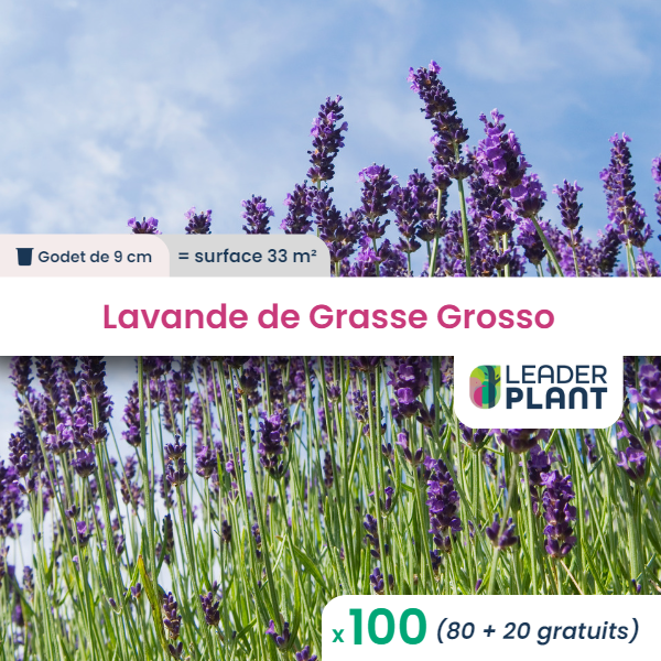 100 x lavande grosso en godet