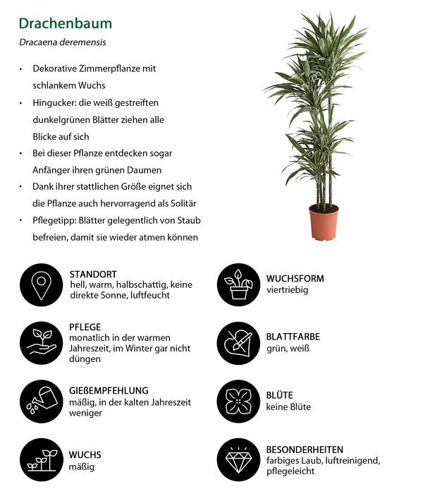 Drachenbaum - Dracaena deremensis 'White