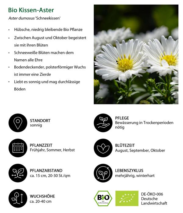 Bio Kissen-Aster 'Schneekissen'