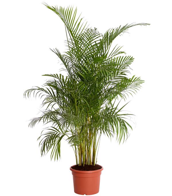 Goldfruchtpalme - Dypsis lutescens