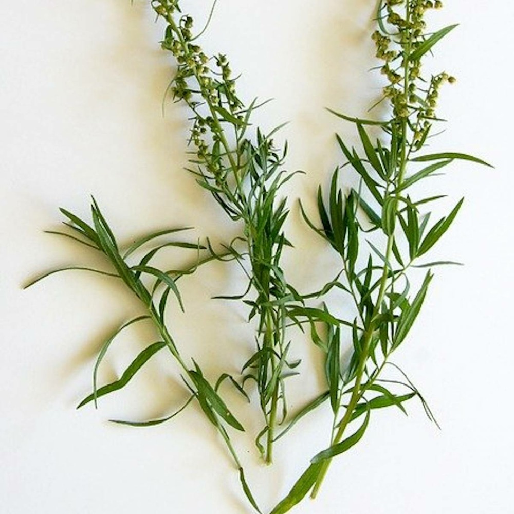 Estragon français/artemisia dracunculus[-]godet - 5/20 cm