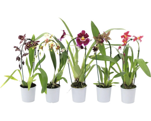 Vlinderorchidee mix FloraSelf Phalaenopsis Cascade Ø 9 cm pot