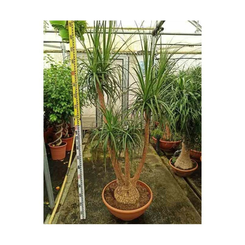 Beaucarnea recurvata [syn. Nolina r.] taille pot de 26l 140/160cm