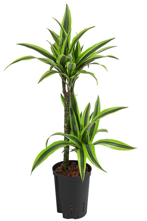 Drachenbaum - Dracaena 'Lemon Lime',