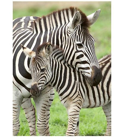 Ravensburger Puzzlespiel - 300 Teile - Zebra