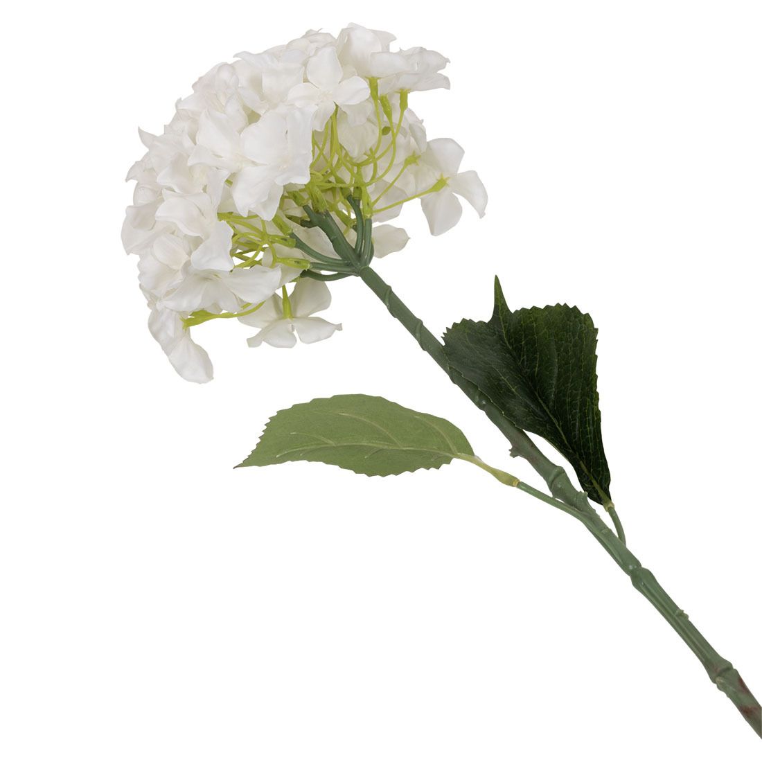 Hortensia blomst