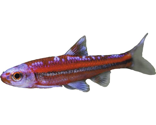 Regenboogglans - Notropis chrosomus, Regenboogglans