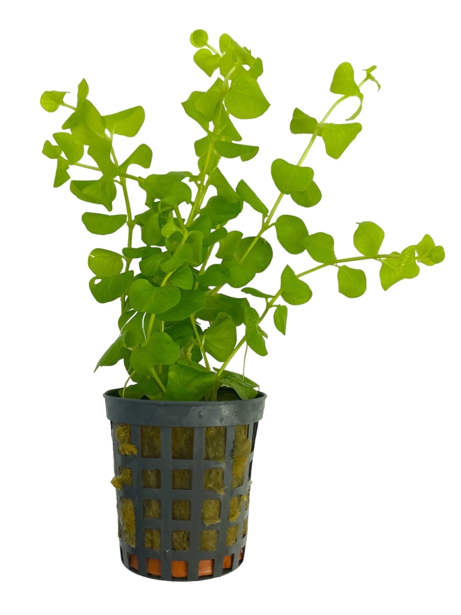 Koud Water Plantenpakket | Aquariumplanten
