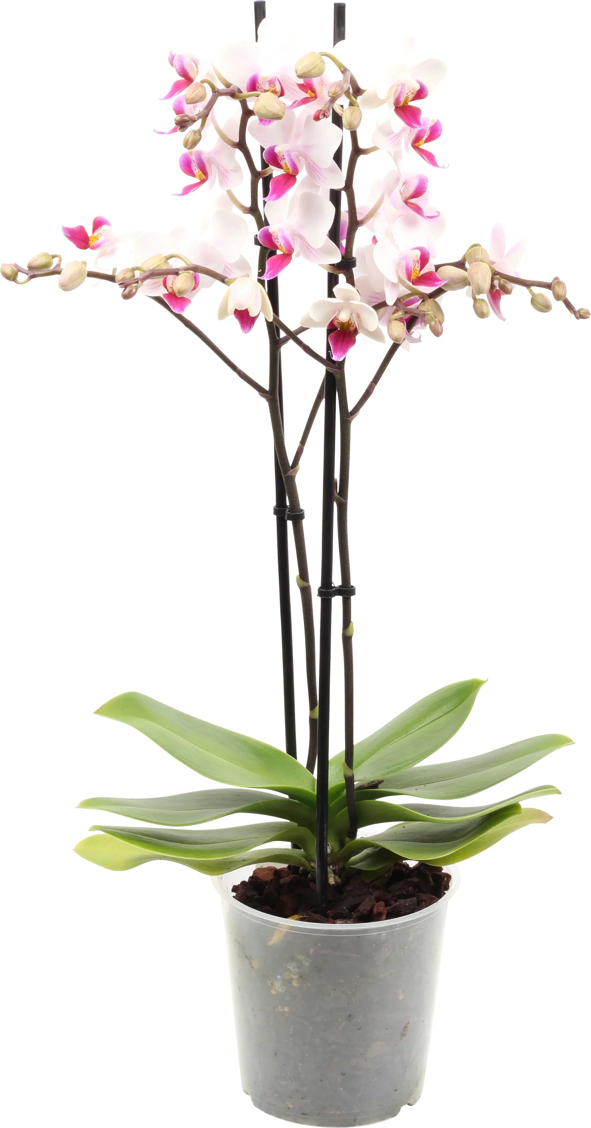 Phalaenopsis hybrid Orkidé Høyde 45 cm