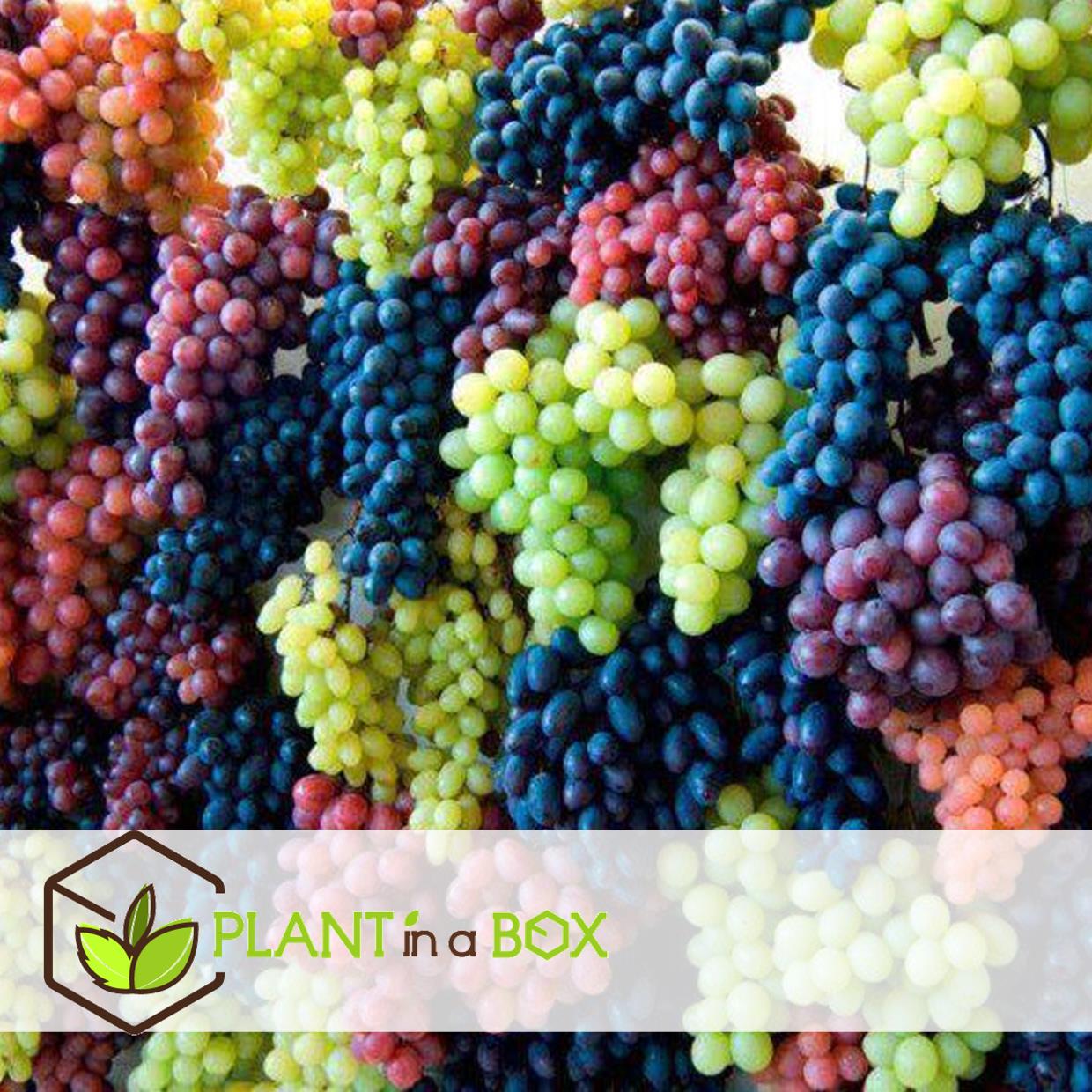 Plants de raisin - mélange de 6 - vitis vinifera - pot 9cm - hauteur 25-40cm