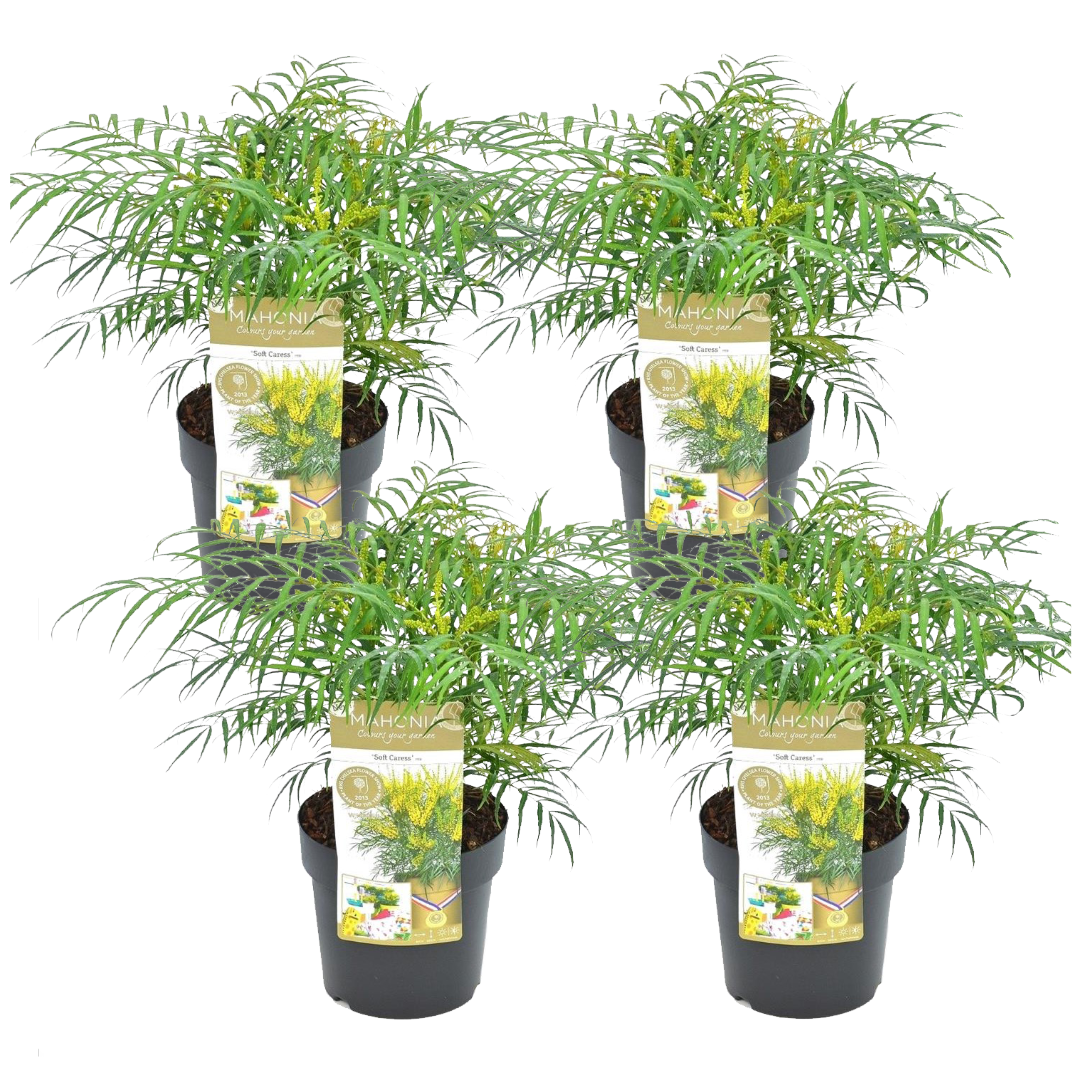 Mahonia soft caress - set de 4 - rustique -12°c - pot 13cm - hauteur 30-40cm