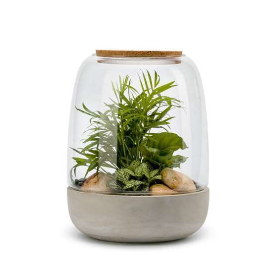 Terrarium opendo M plantes vertes