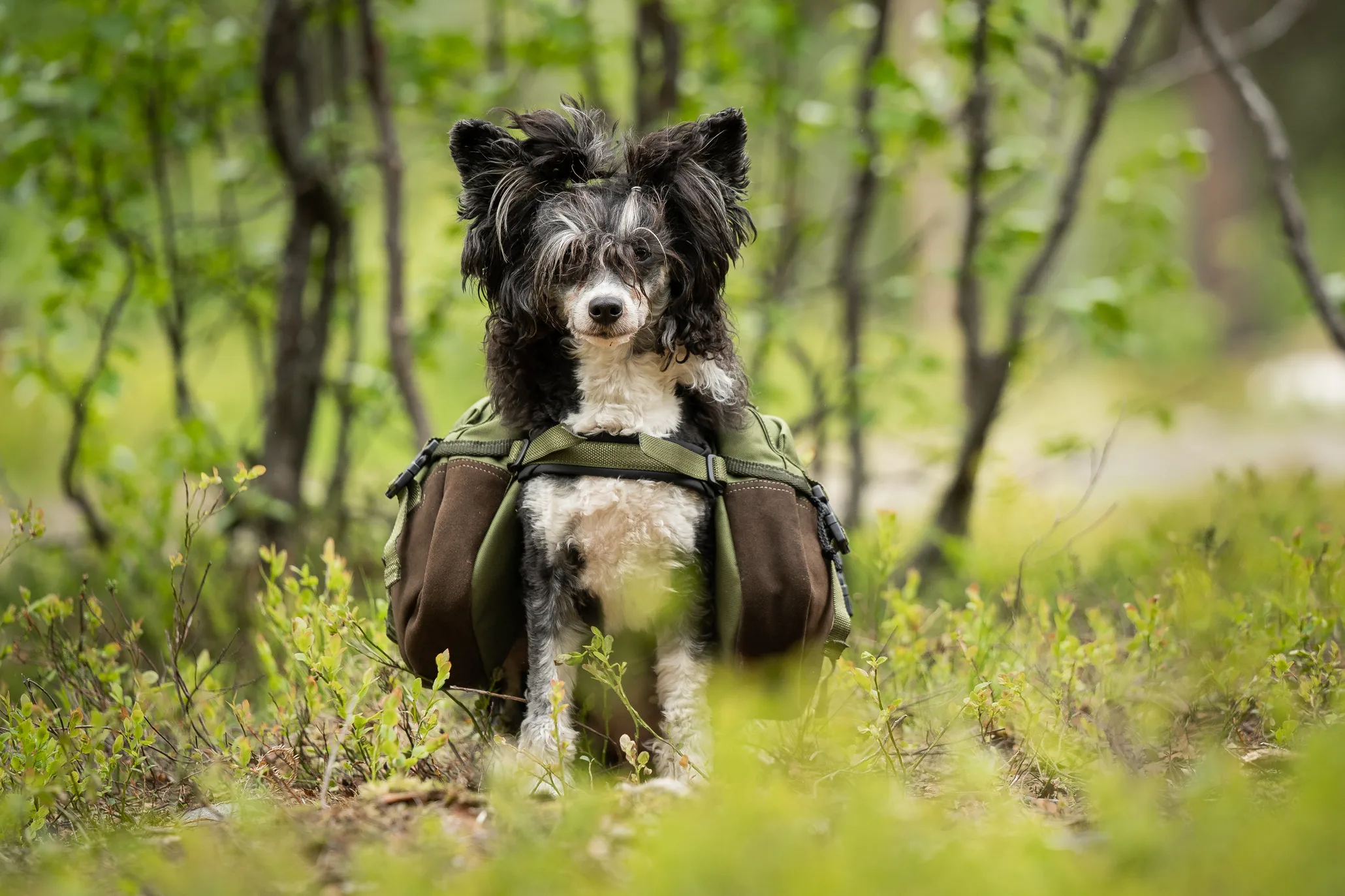 Seleverkstedet Togo hundekløv Grønn/brun Mini+
