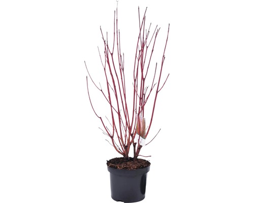 Redwood Kornoelje FloraSelf Cornus alba 'Sibirica' H 50-60 cm Co 4 L