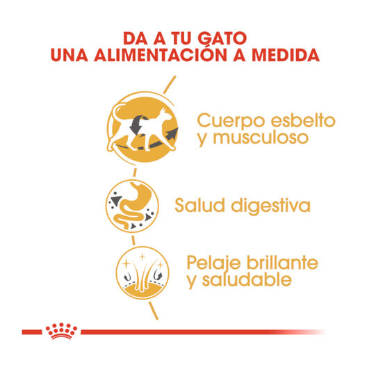 Ração Royal Canin para gatos siameses adultos