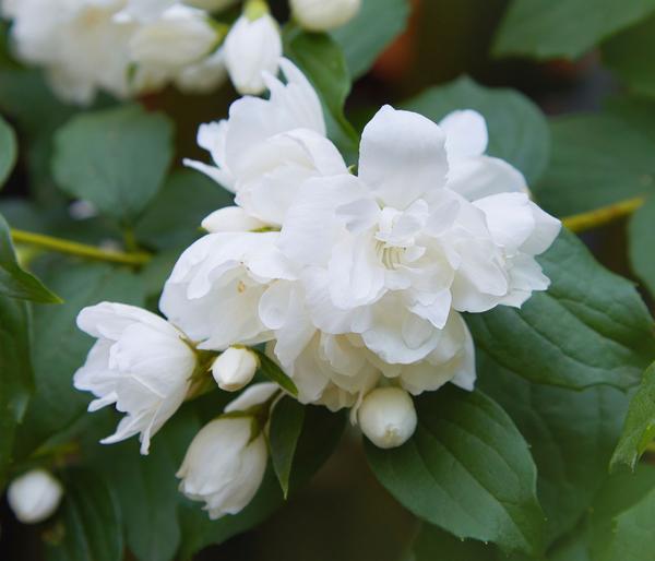 Gefüllter Gartenjasmin 'Snowbelle'