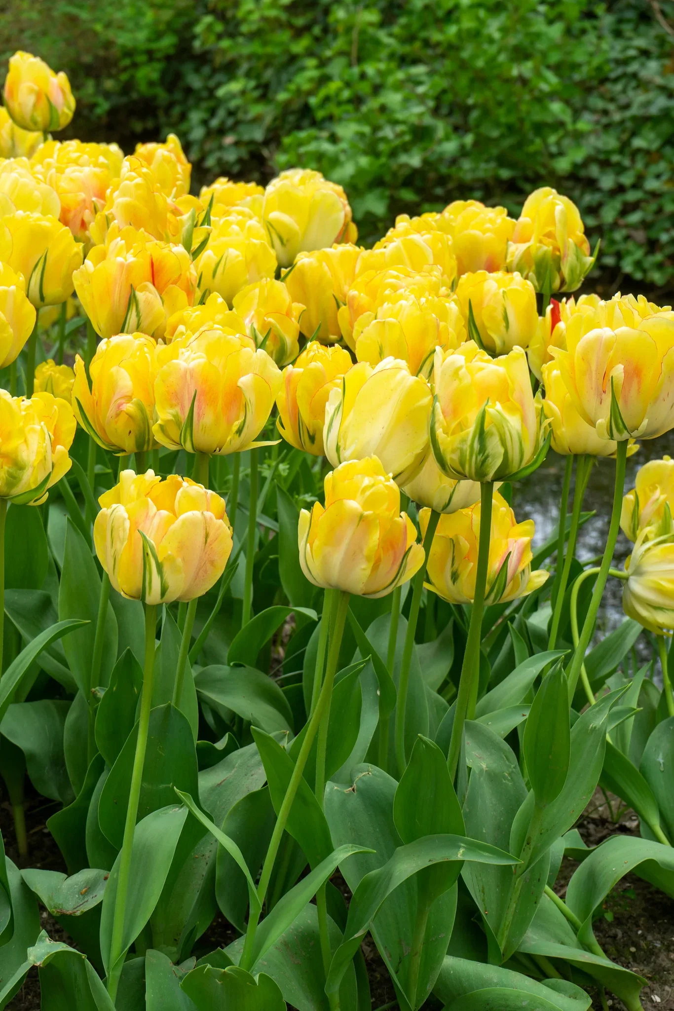 Tulipa gesneriana (Late double flowering Group) 'Akebono' Tulipan 'Akebono'