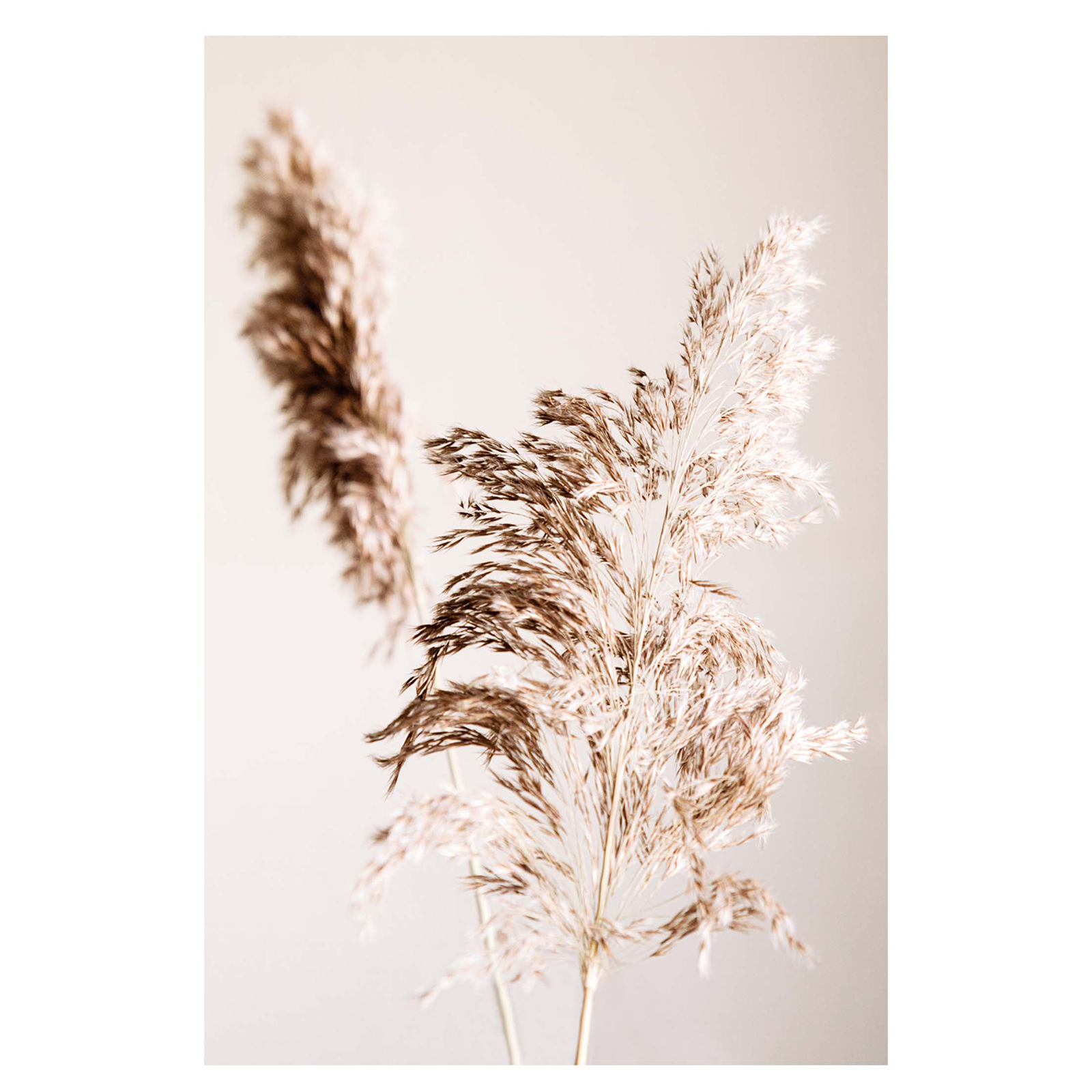 Gerahmtes Bild SHADOW GRASS - 50x70 cm