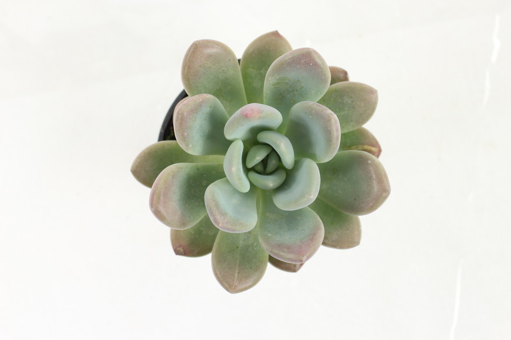 Succulentes variees pot 10,5 cm