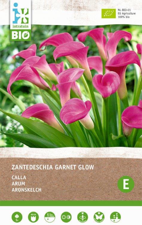 Intratuin biologische Aronskelk knol (Calla 'Garnet Glow')
