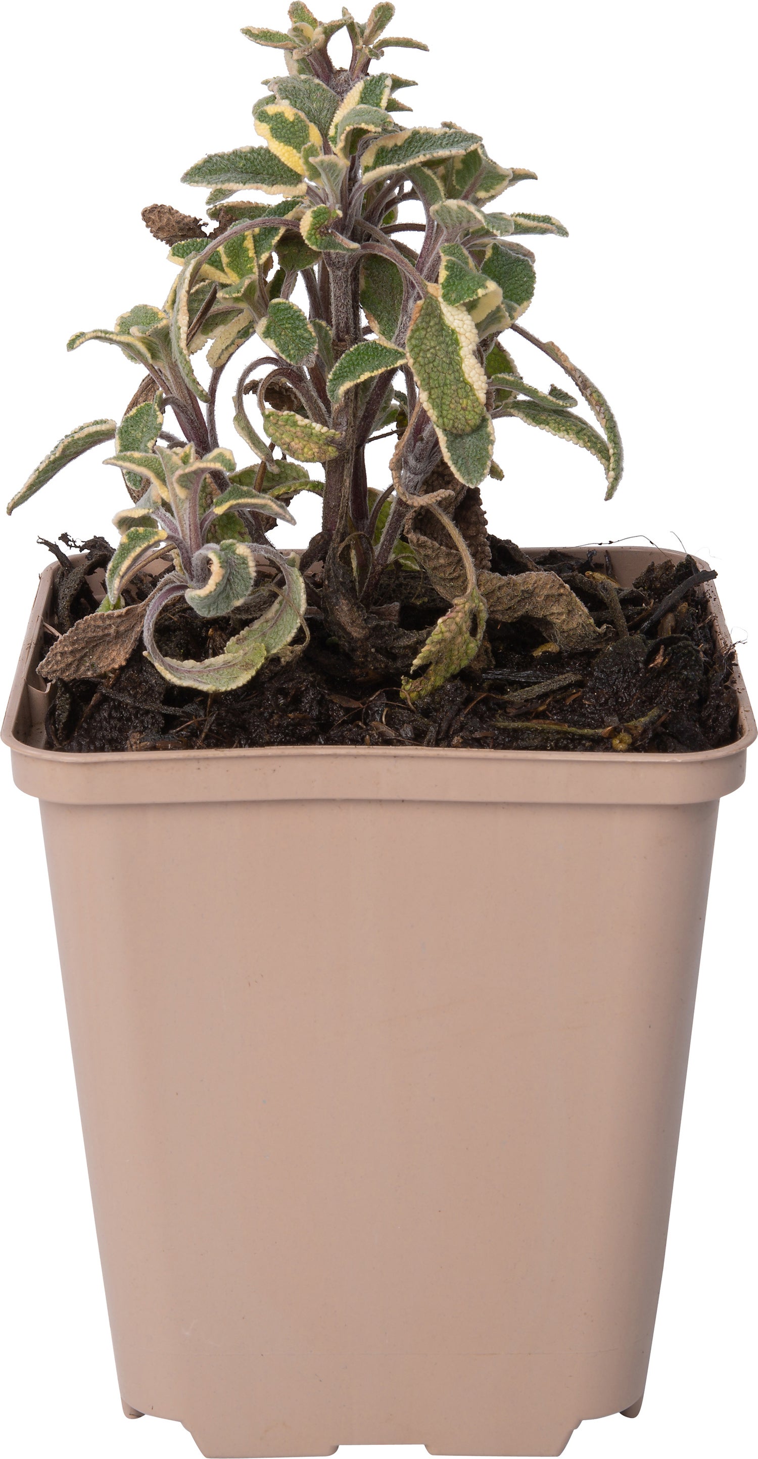 Salie (Salvia officinalis 'Tricolor') D 9 H 10 cm