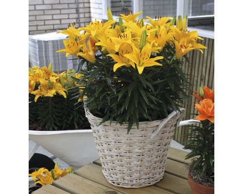 Aziatische Lelie FloraSelf Lilium asiatic Ø 19 cm pot