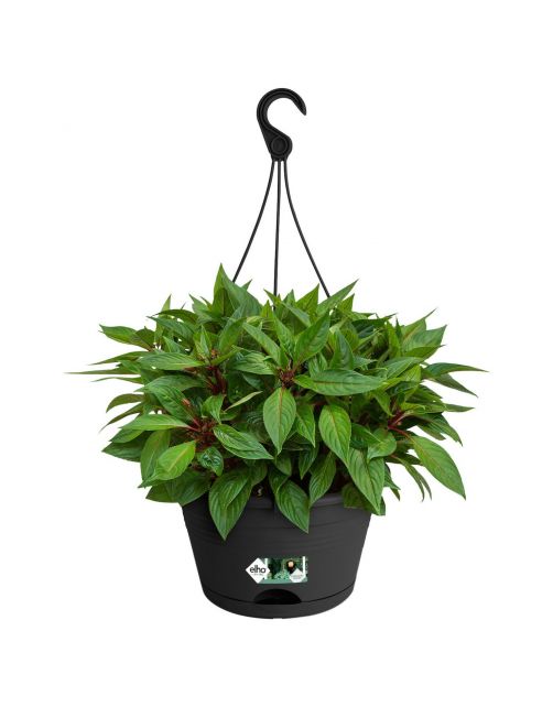 Elho Hangschaal Green Basics - Hangpot - 37x29x17 cm Zwart