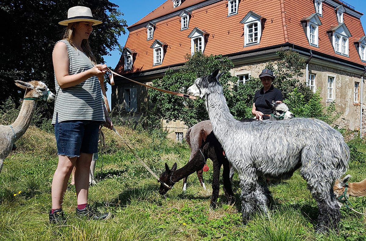 Alpaka Wanderung Wermsdorf